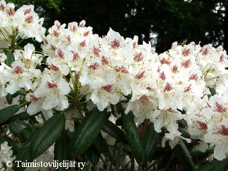 Rhododendron Tigerstedtii-Ryhm 'P.M.A. Tigerstedt'